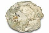 Bargain, Fossil Oreodont (Merycoidodon) Skull - South Dakota #300005-6